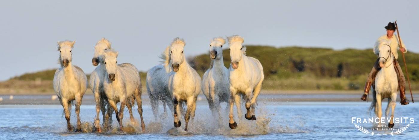 Provence - Parc Regional de Camargue